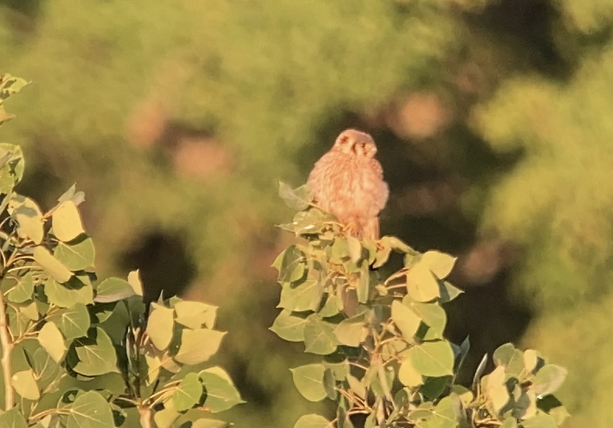 American Kestrel - ML638311465