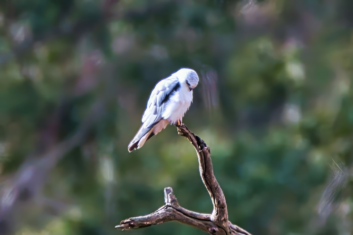 Black-shouldered Kite - ML638311466