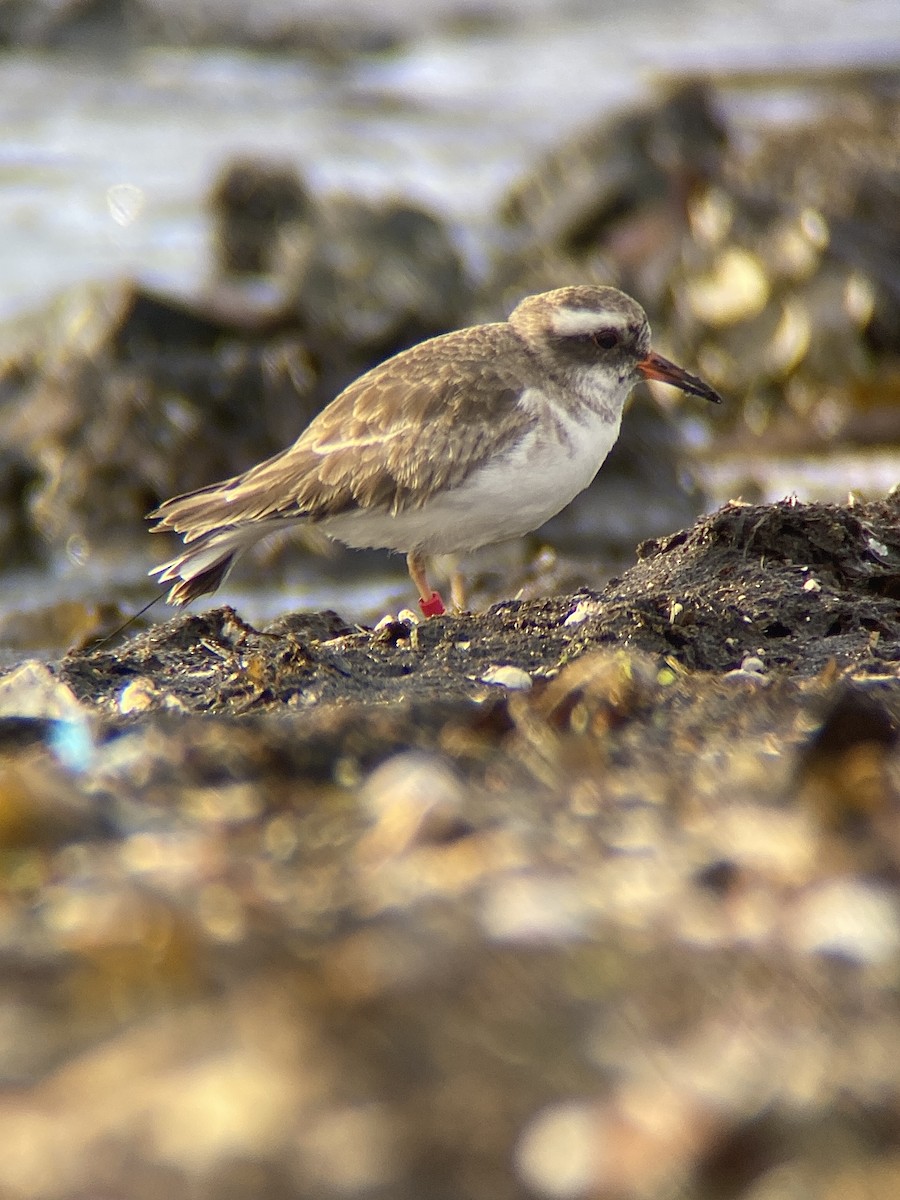 Shore Plover - ML638311476