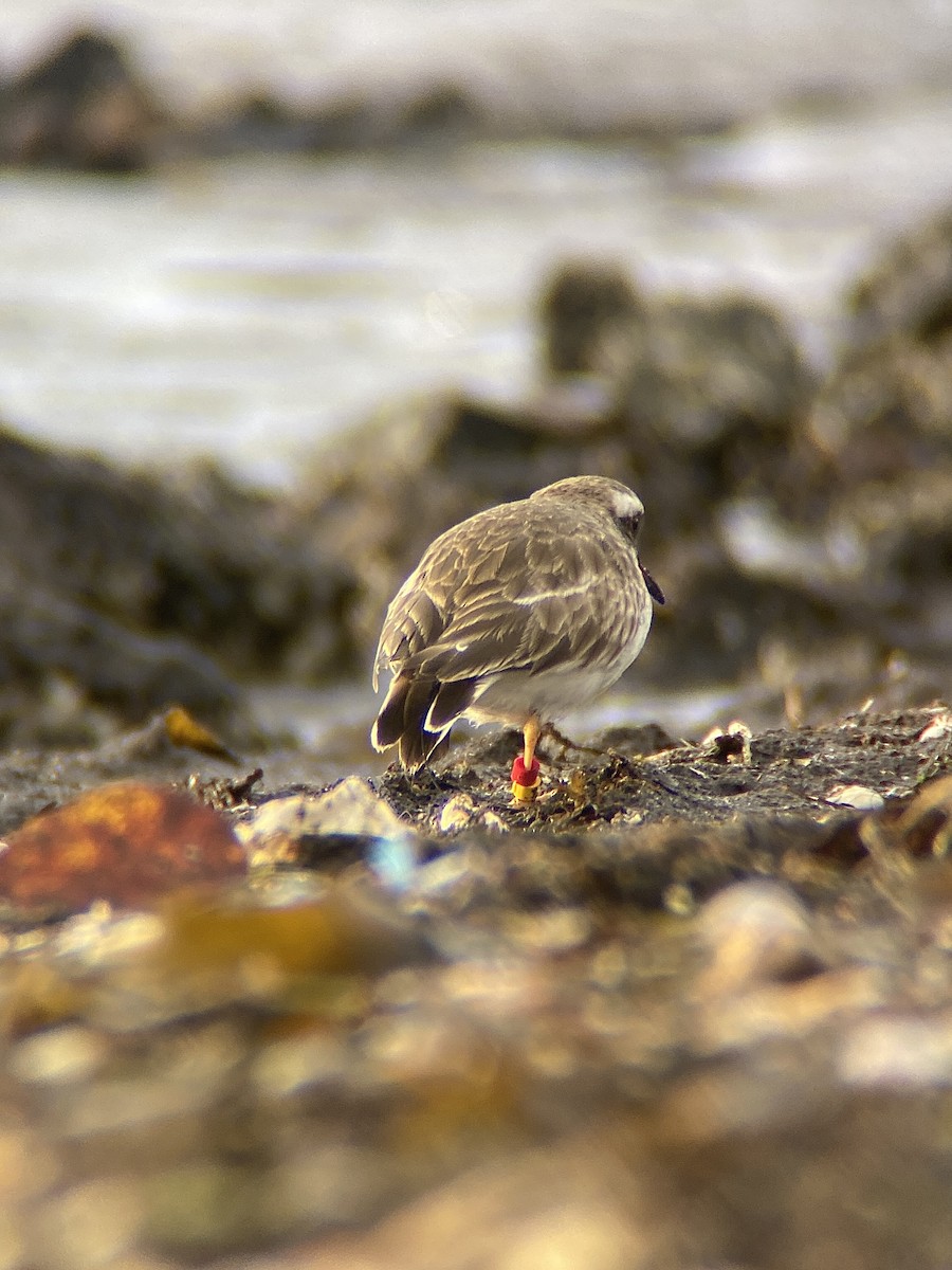 Shore Plover - ML638311477