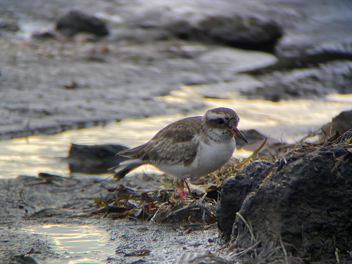 Shore Plover - ML638311479