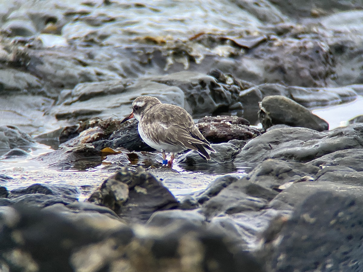 Shore Plover - ML638311480