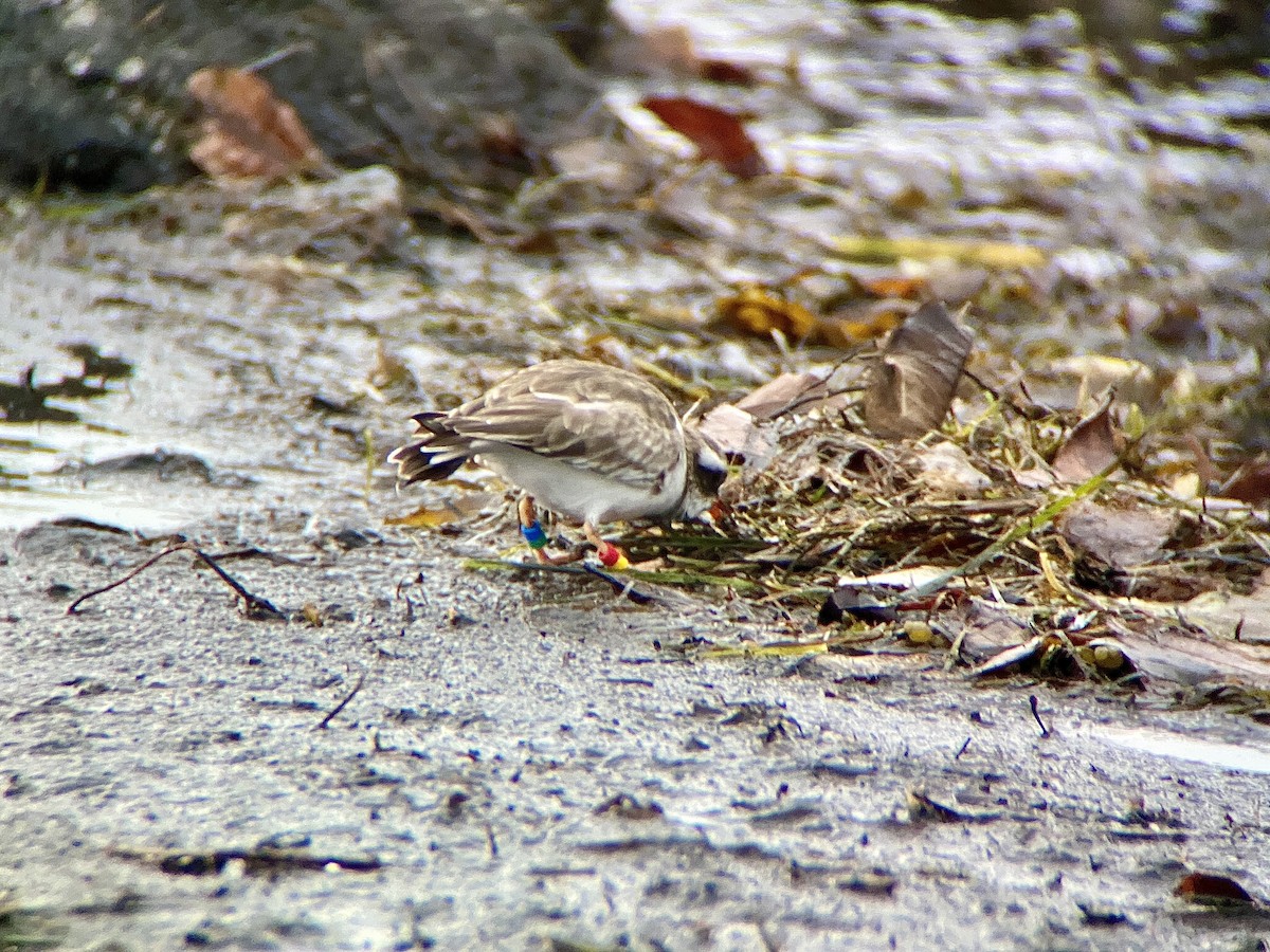 Shore Plover - ML638311481