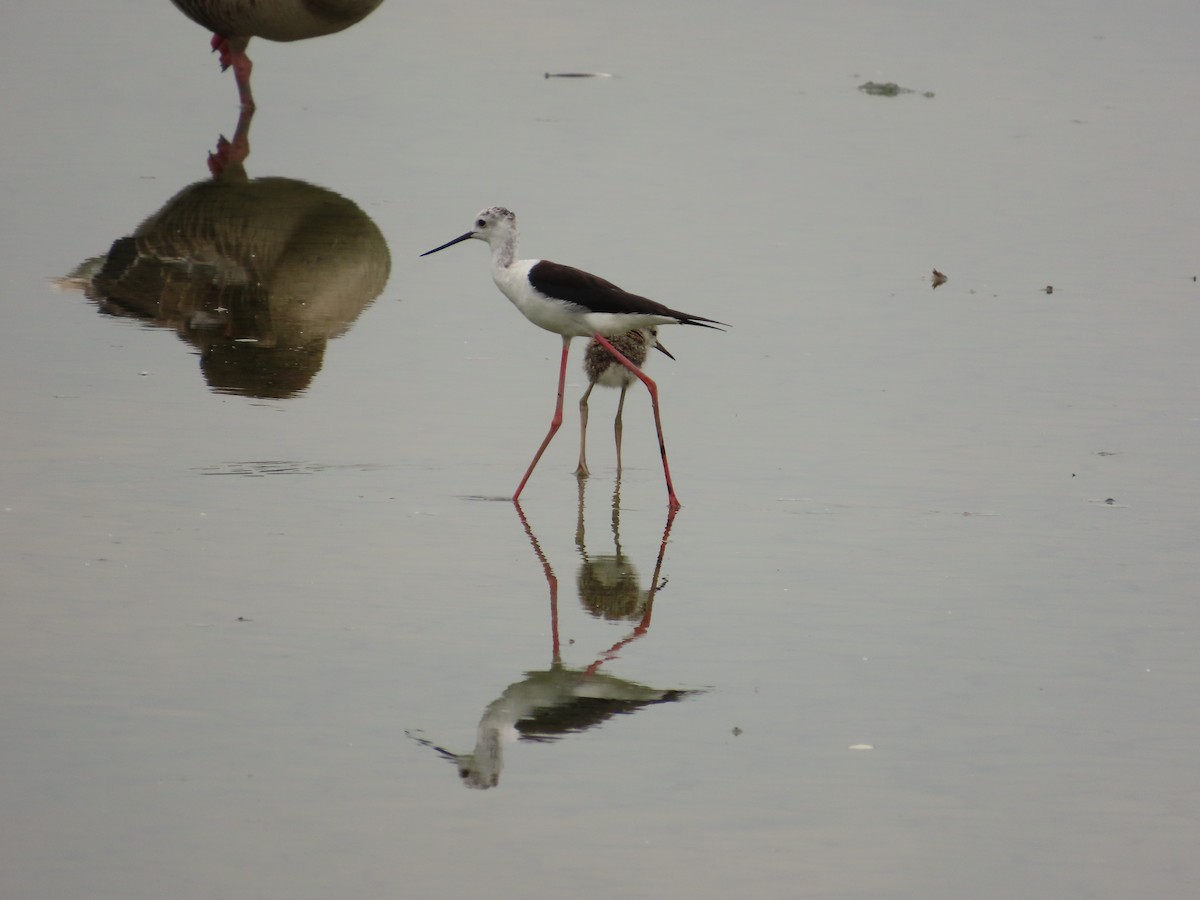 Black-winged Stilt - ML638311508