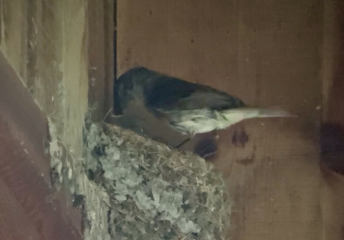 Eastern Phoebe - ML638311522