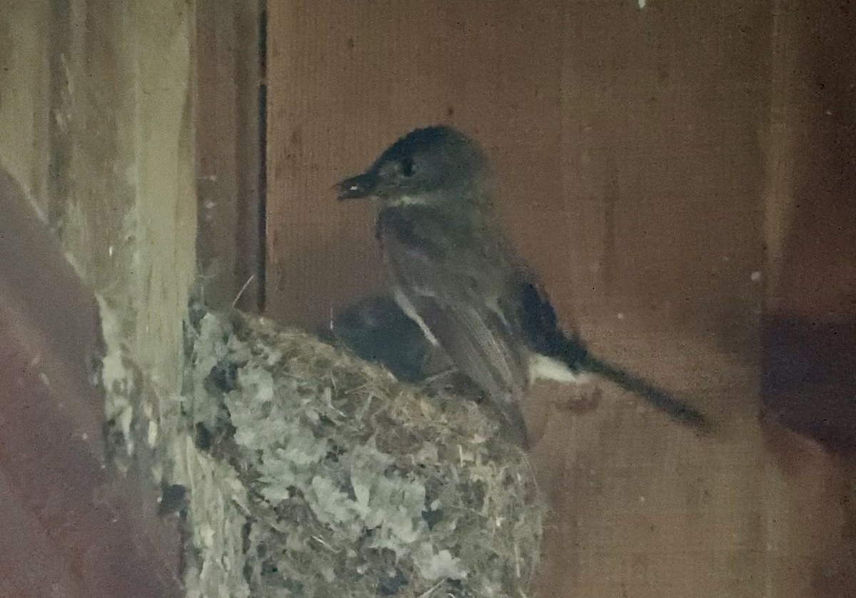 Eastern Phoebe - ML638311523