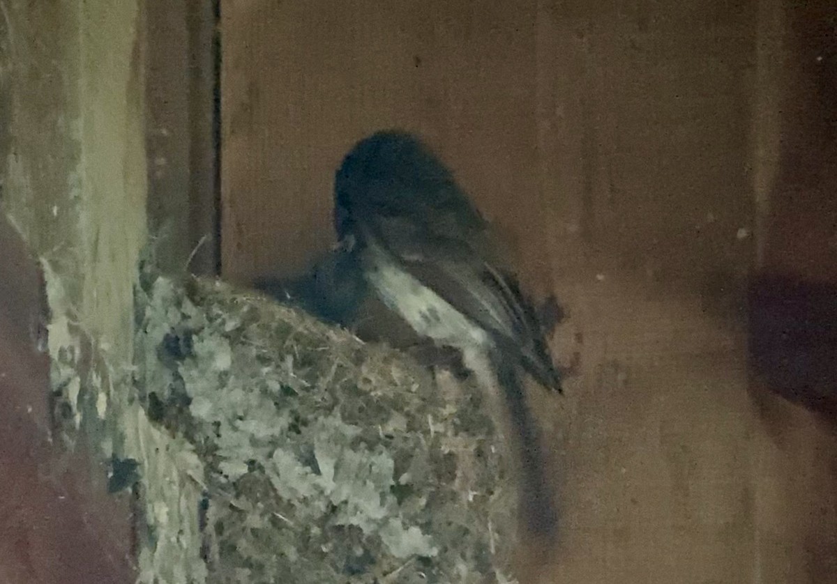 Eastern Phoebe - ML638311524