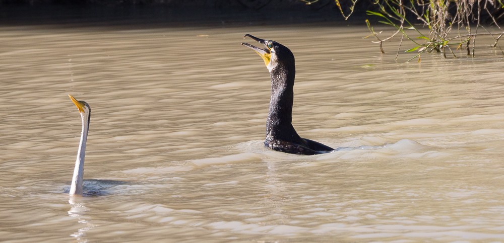 Anhinga australiarra - ML638311549