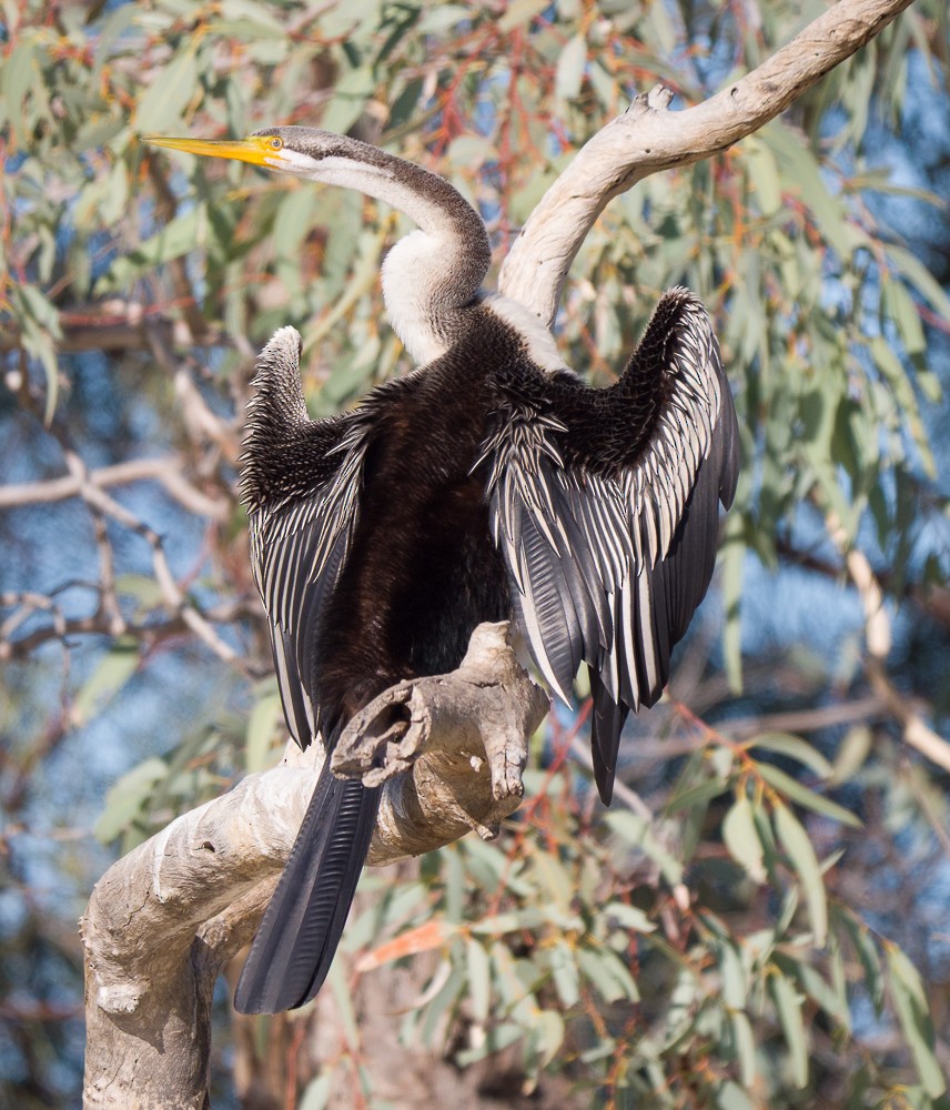 Anhinga australiarra - ML638311550