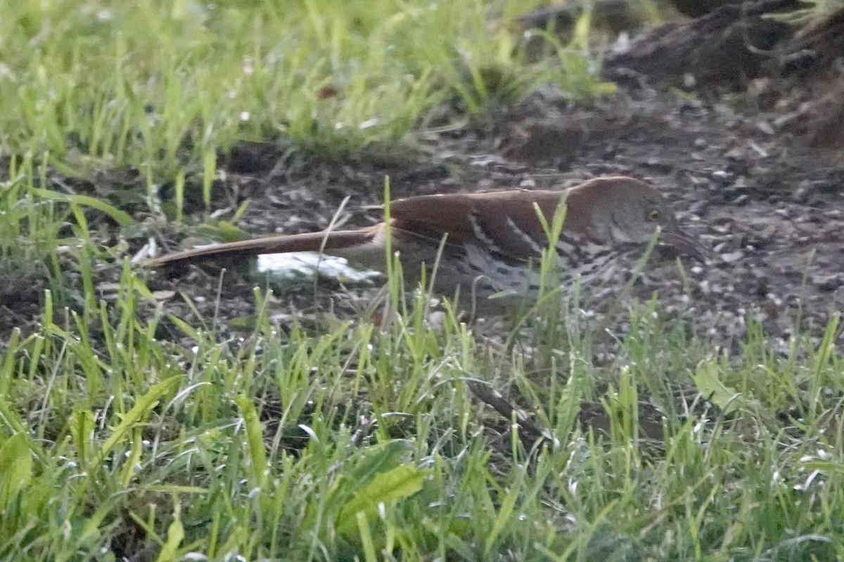 Brown Thrasher - ML638311556
