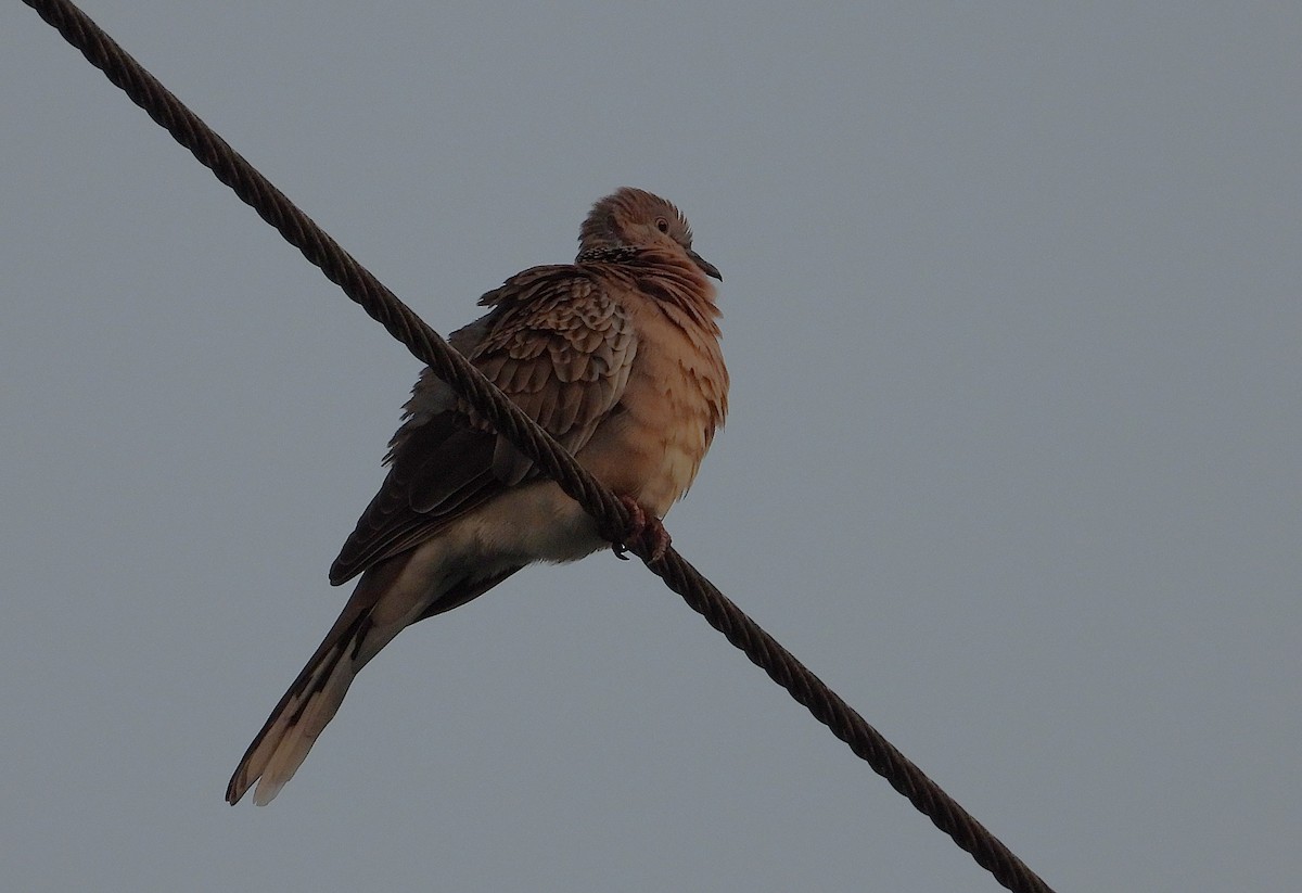 Peaceful Dove - ML638311561
