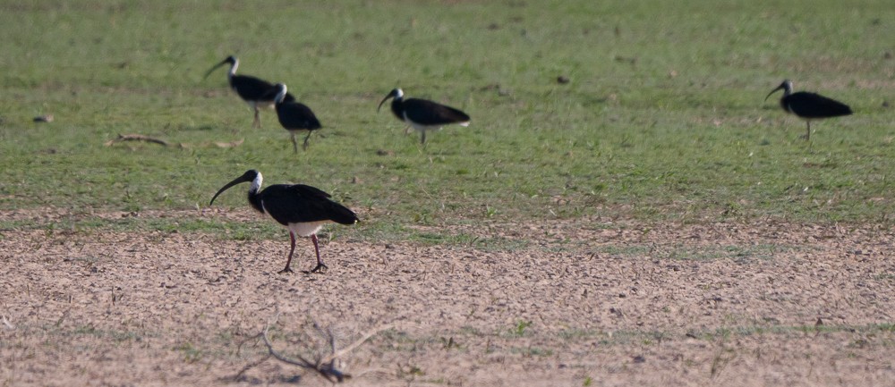 Straw-necked Ibis - ML638311562