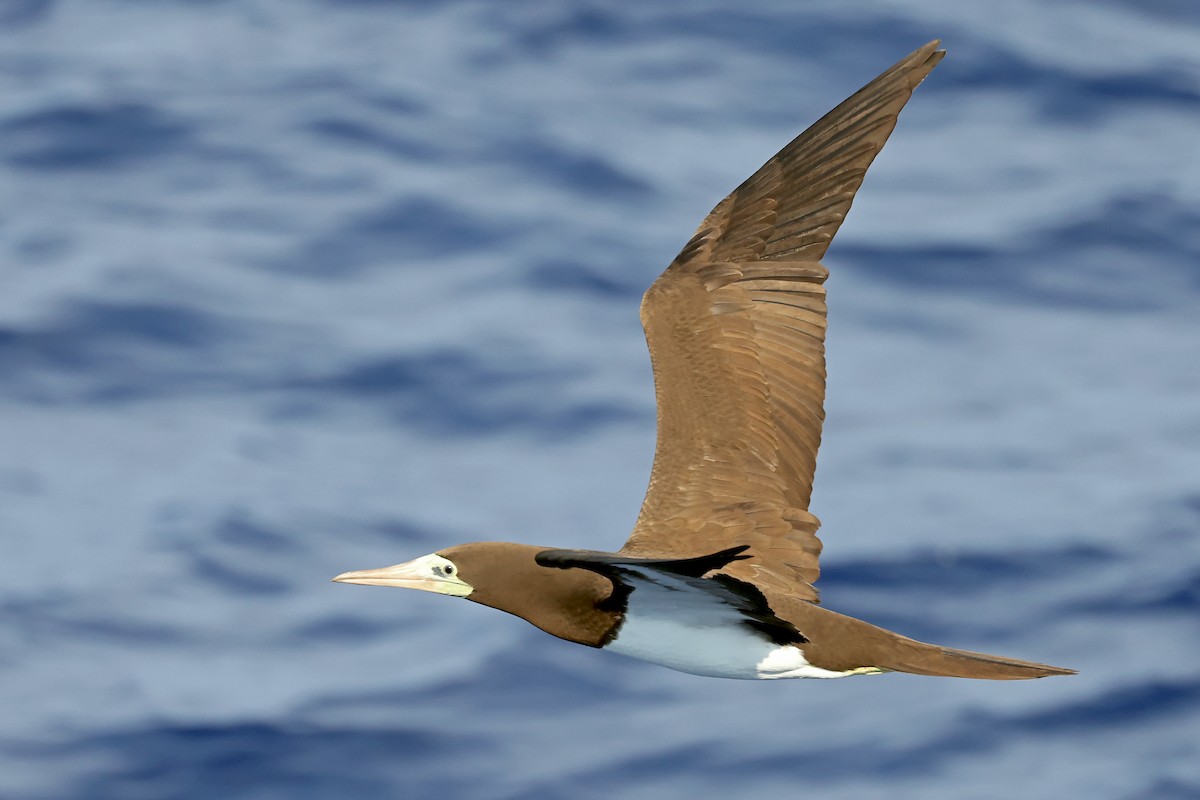 Brown Booby - ML638311563