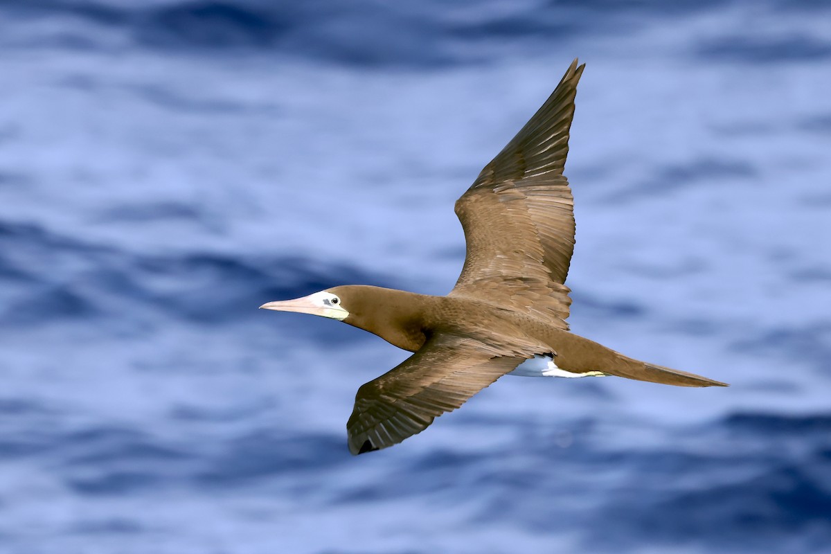 Brown Booby - ML638311564