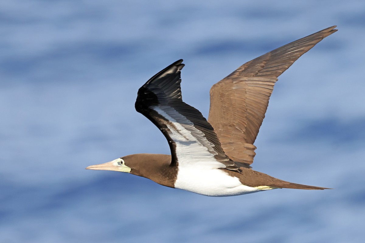 Brown Booby - ML638311569