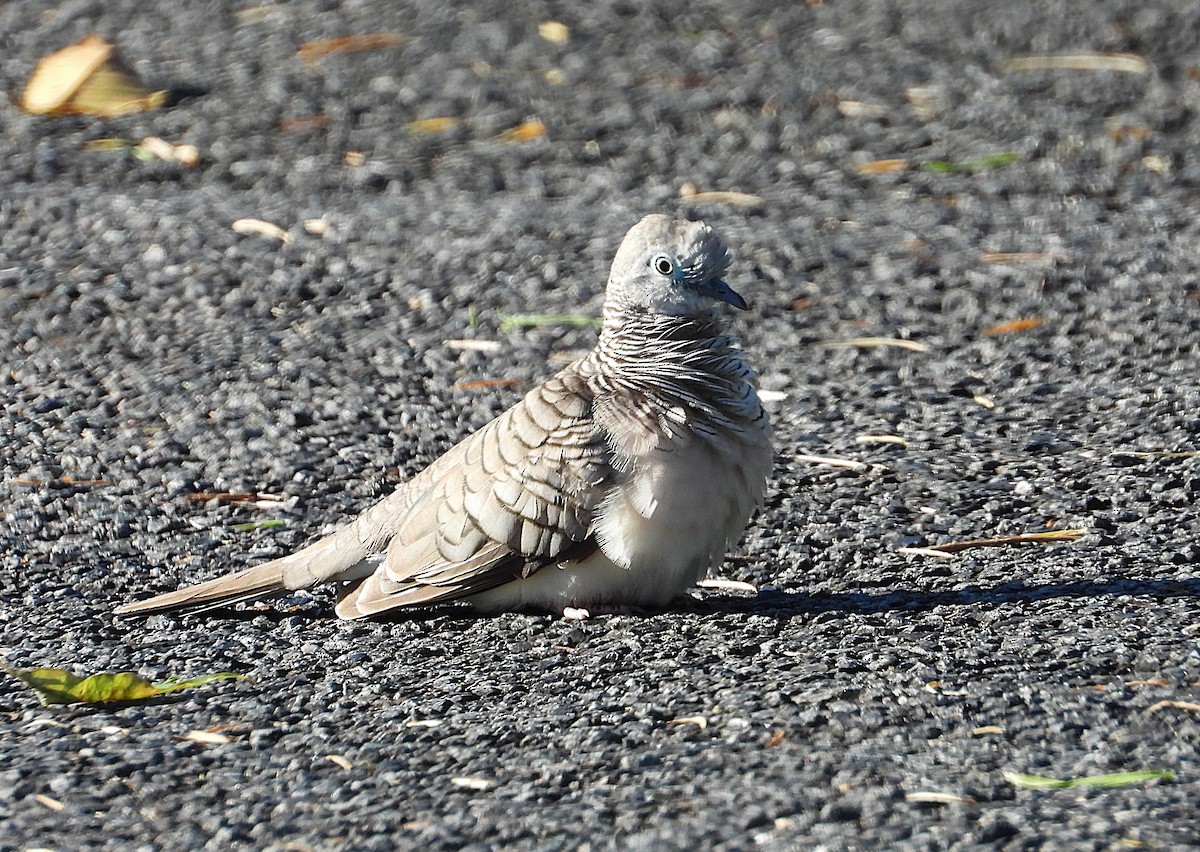 Peaceful Dove - ML638311570
