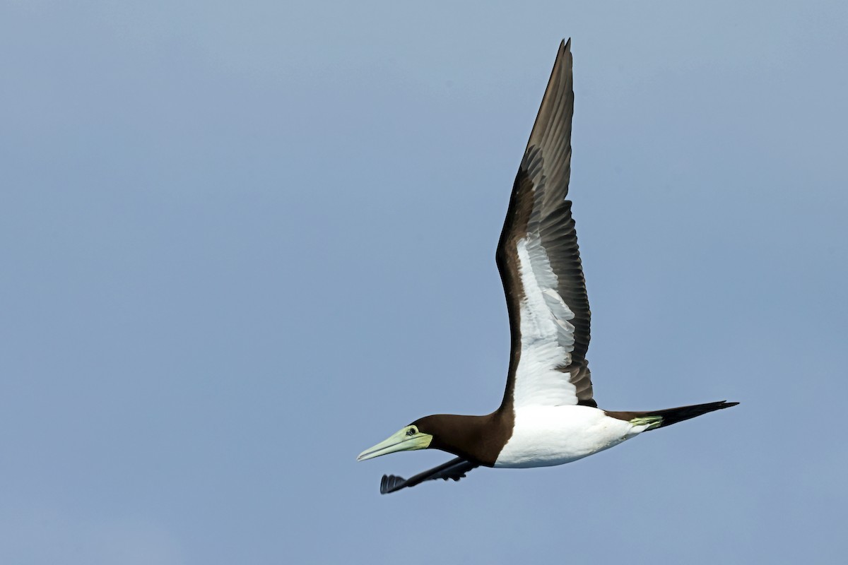 Brown Booby - ML638311571