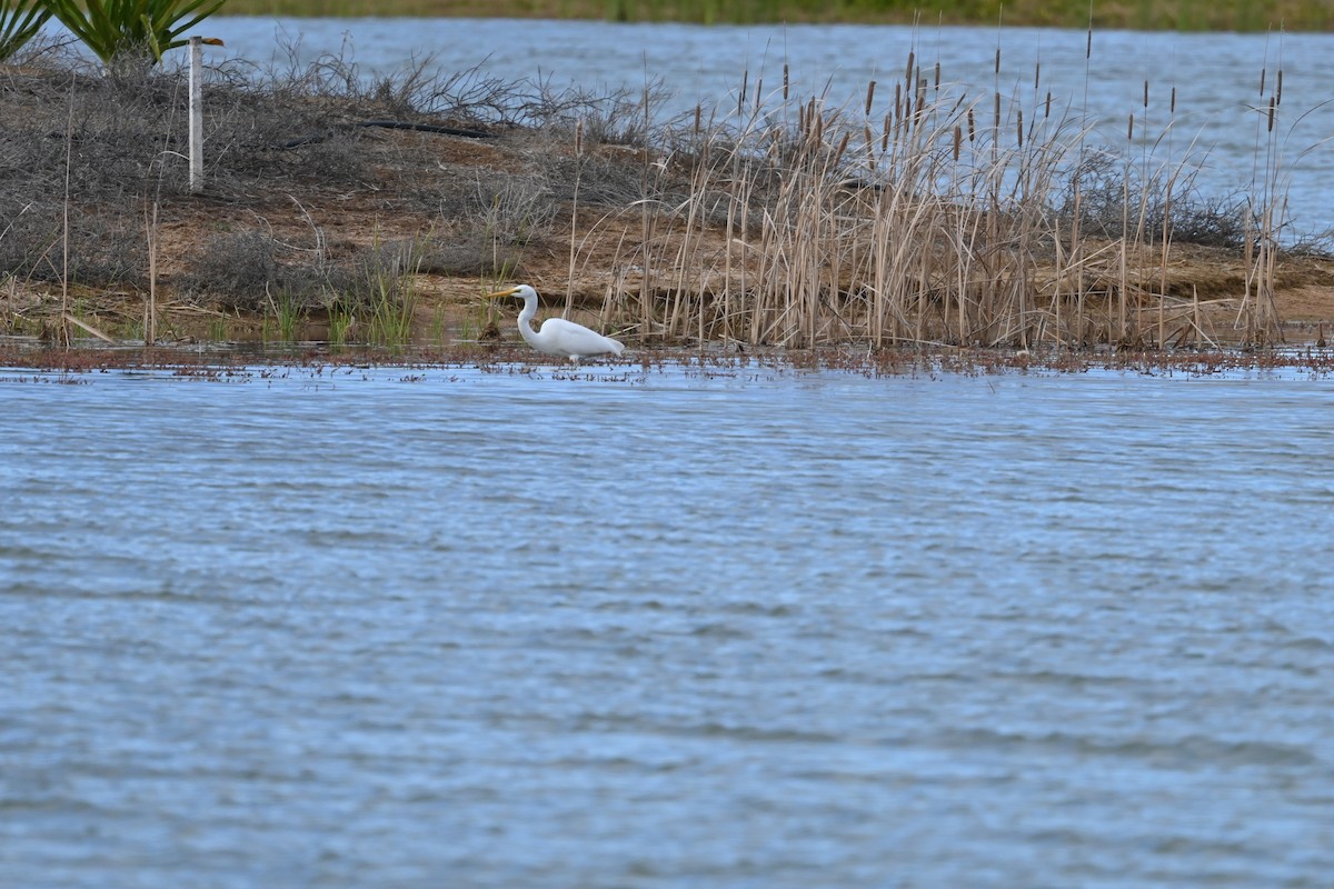 Great Egret - ML638311574