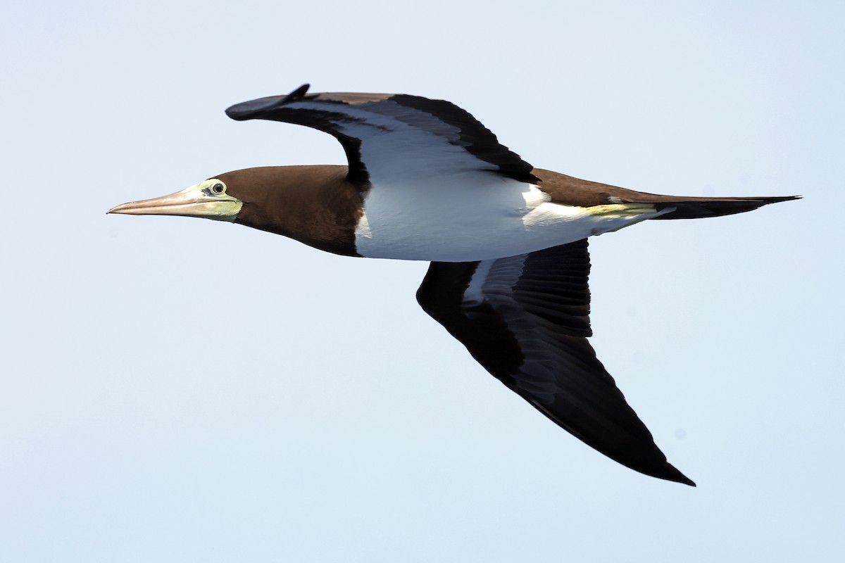 Brown Booby - ML638311575