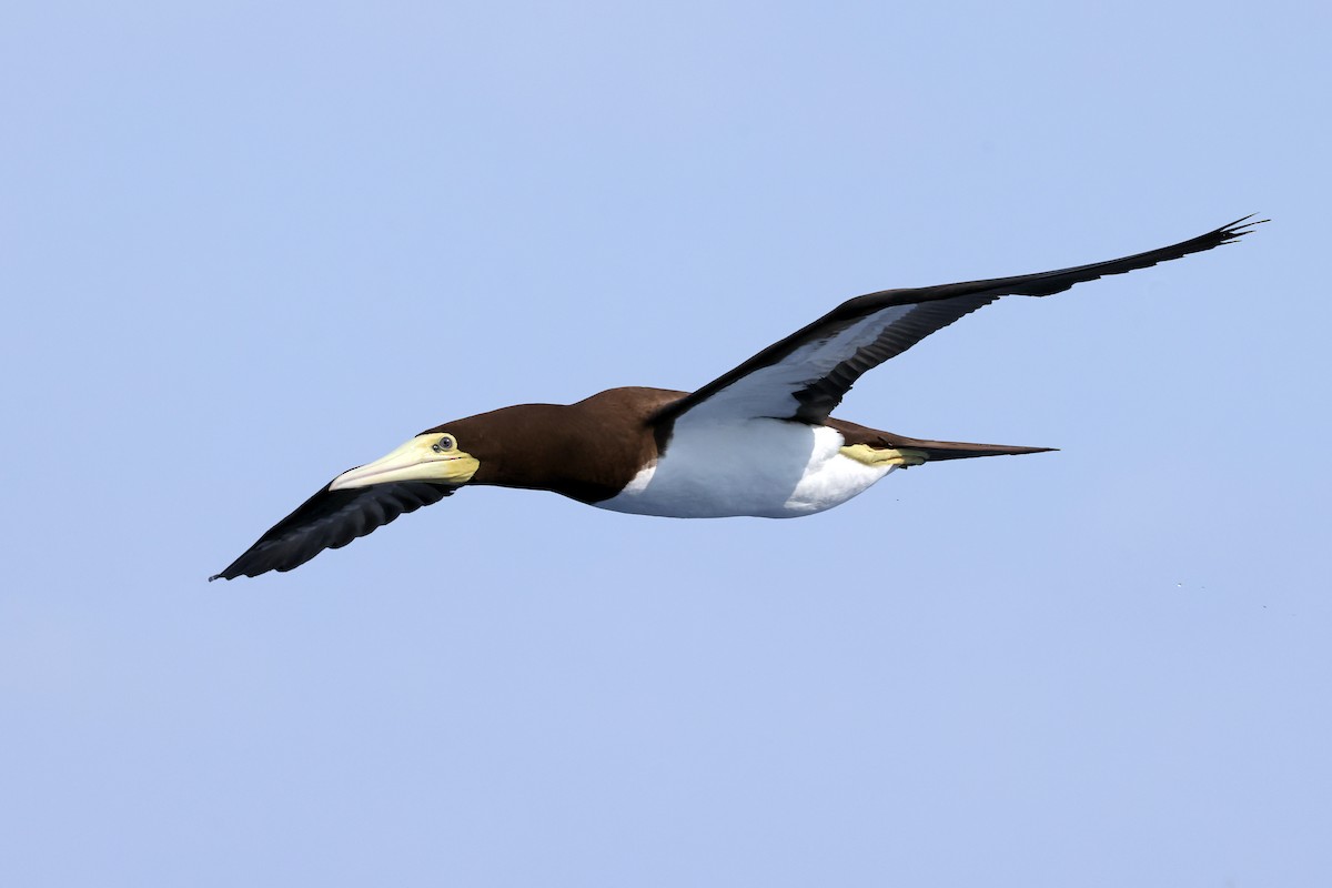 Brown Booby - ML638311578