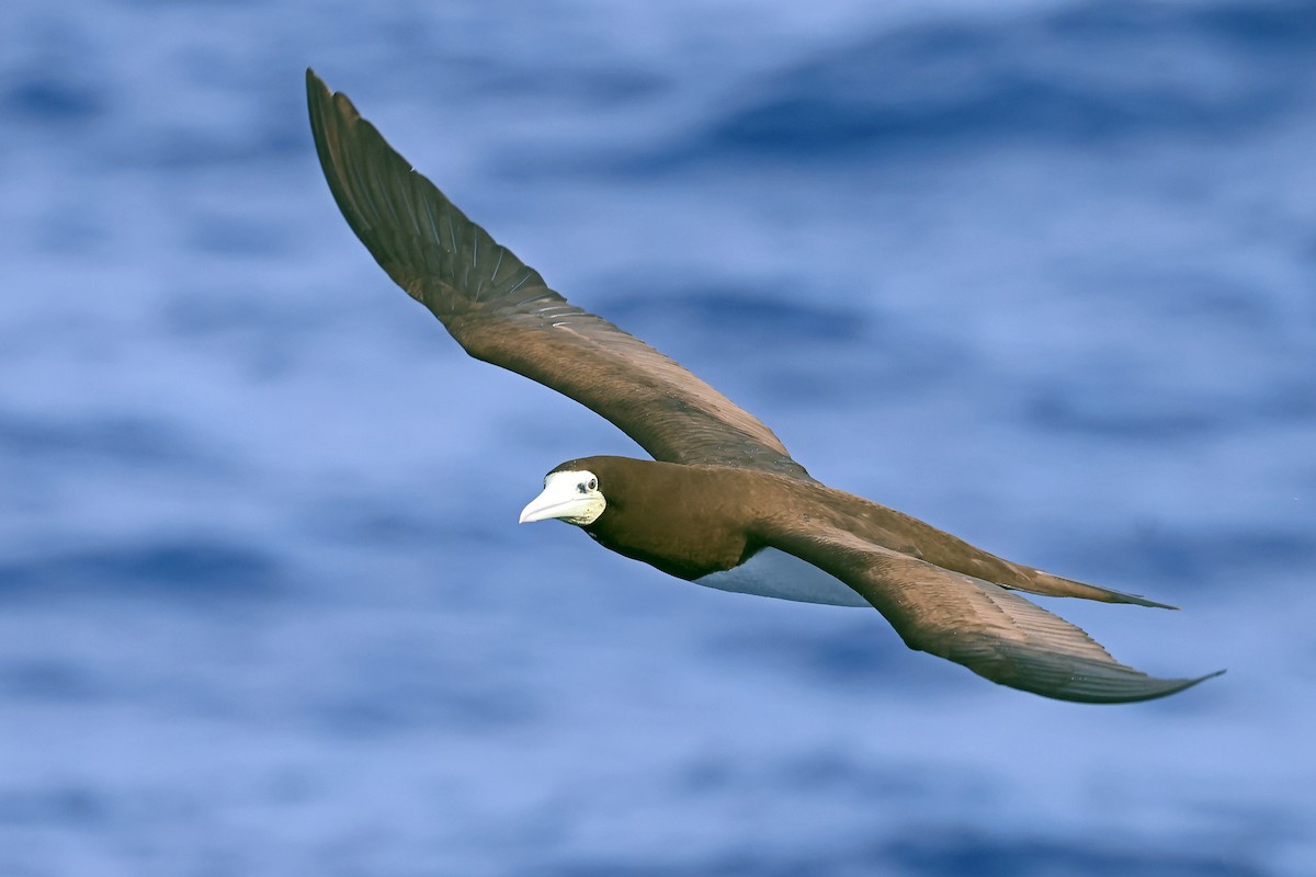 Brown Booby - ML638311579