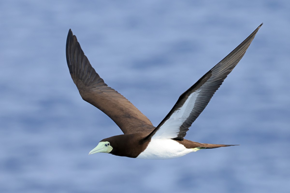 Brown Booby - ML638311580