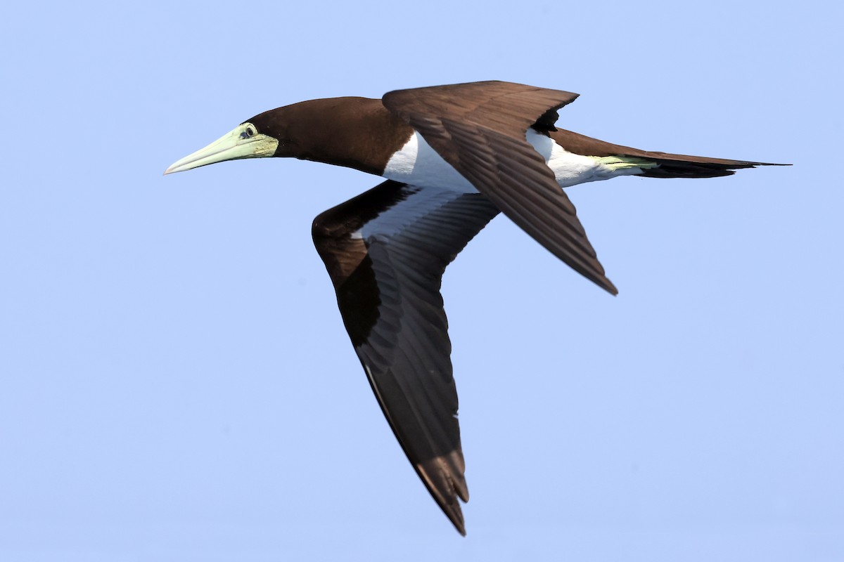 Brown Booby - ML638311581