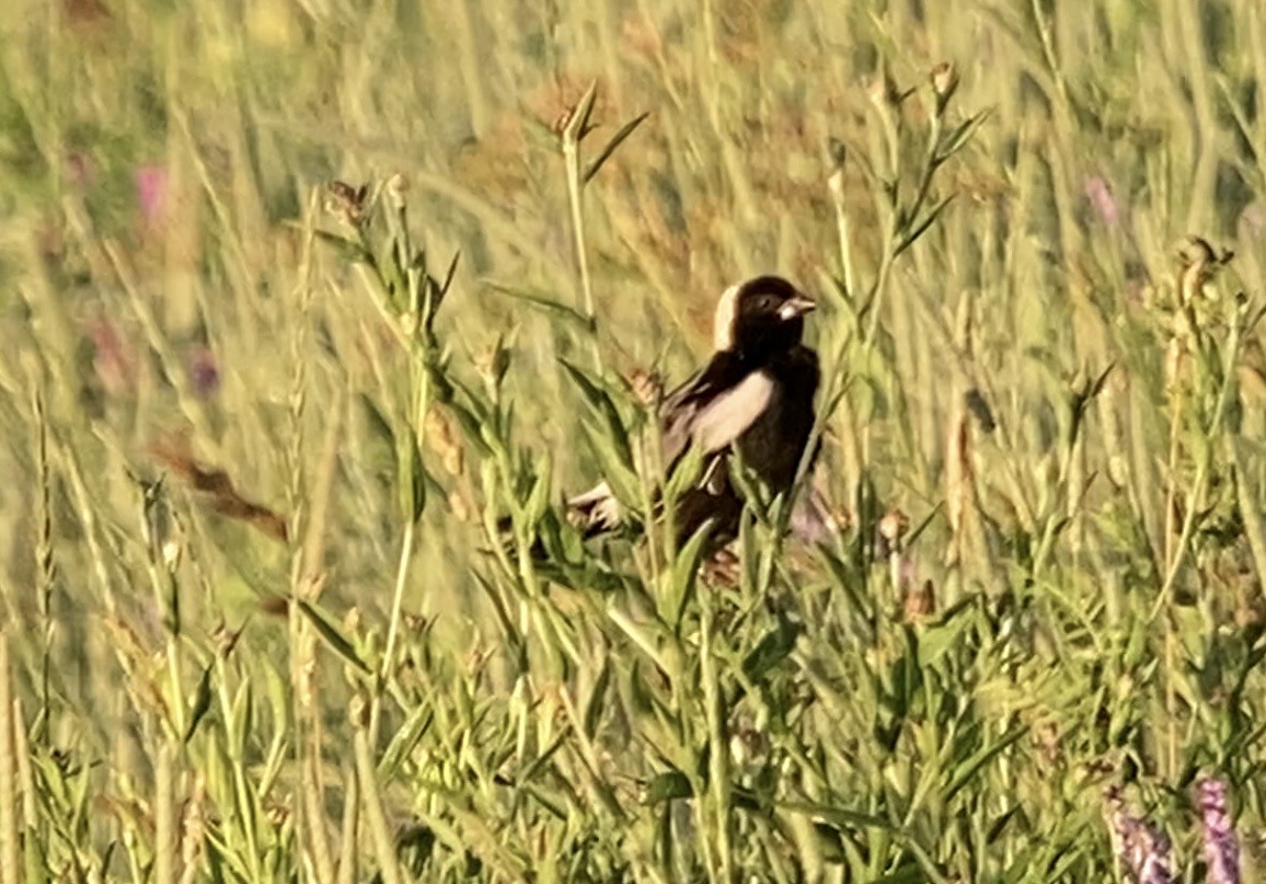 Bobolink - ML638311589