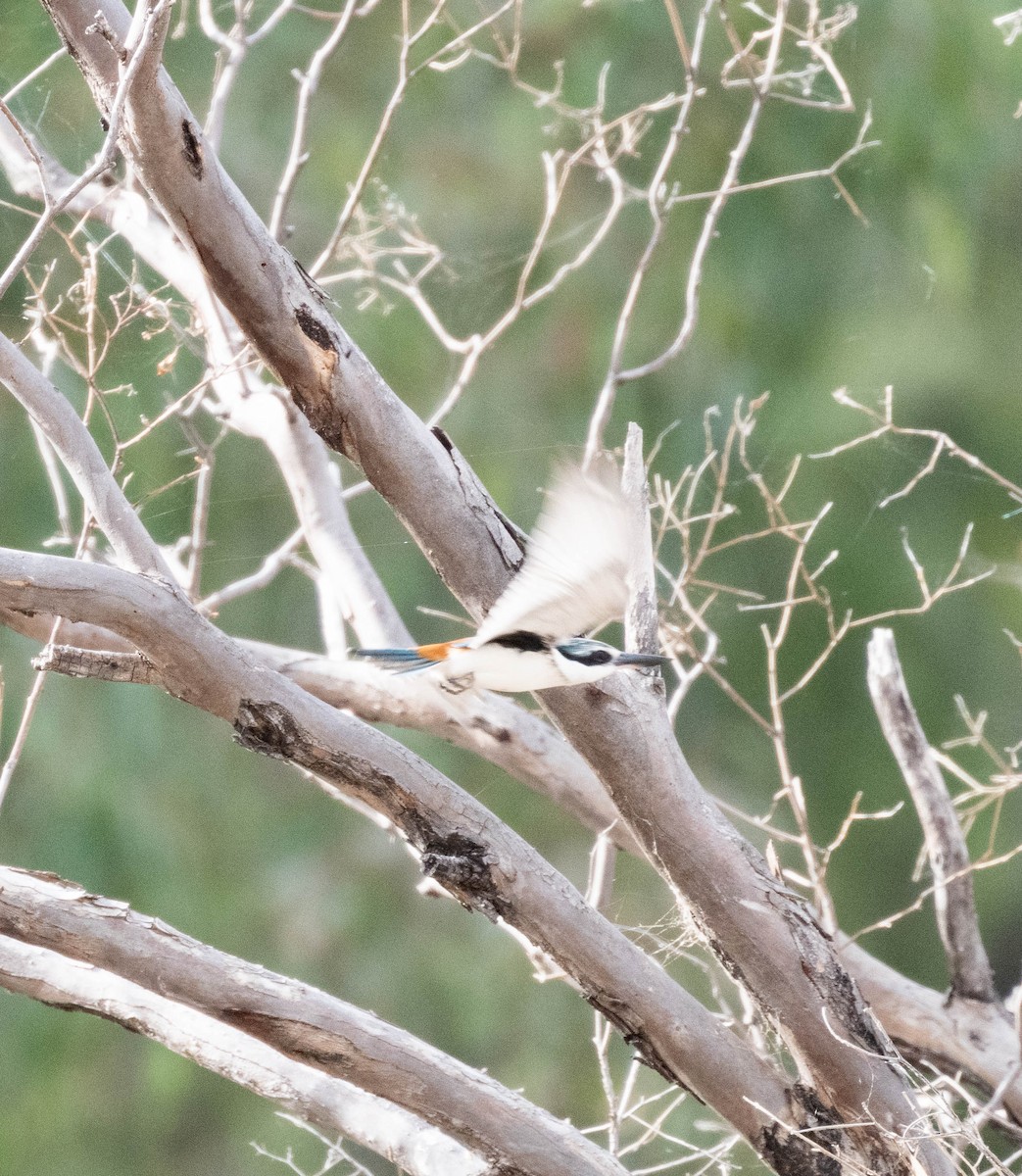 Red-backed Kingfisher - ML638311596