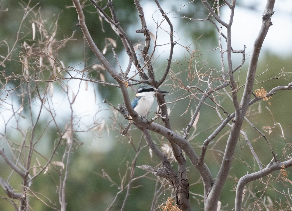 Red-backed Kingfisher - ML638311597