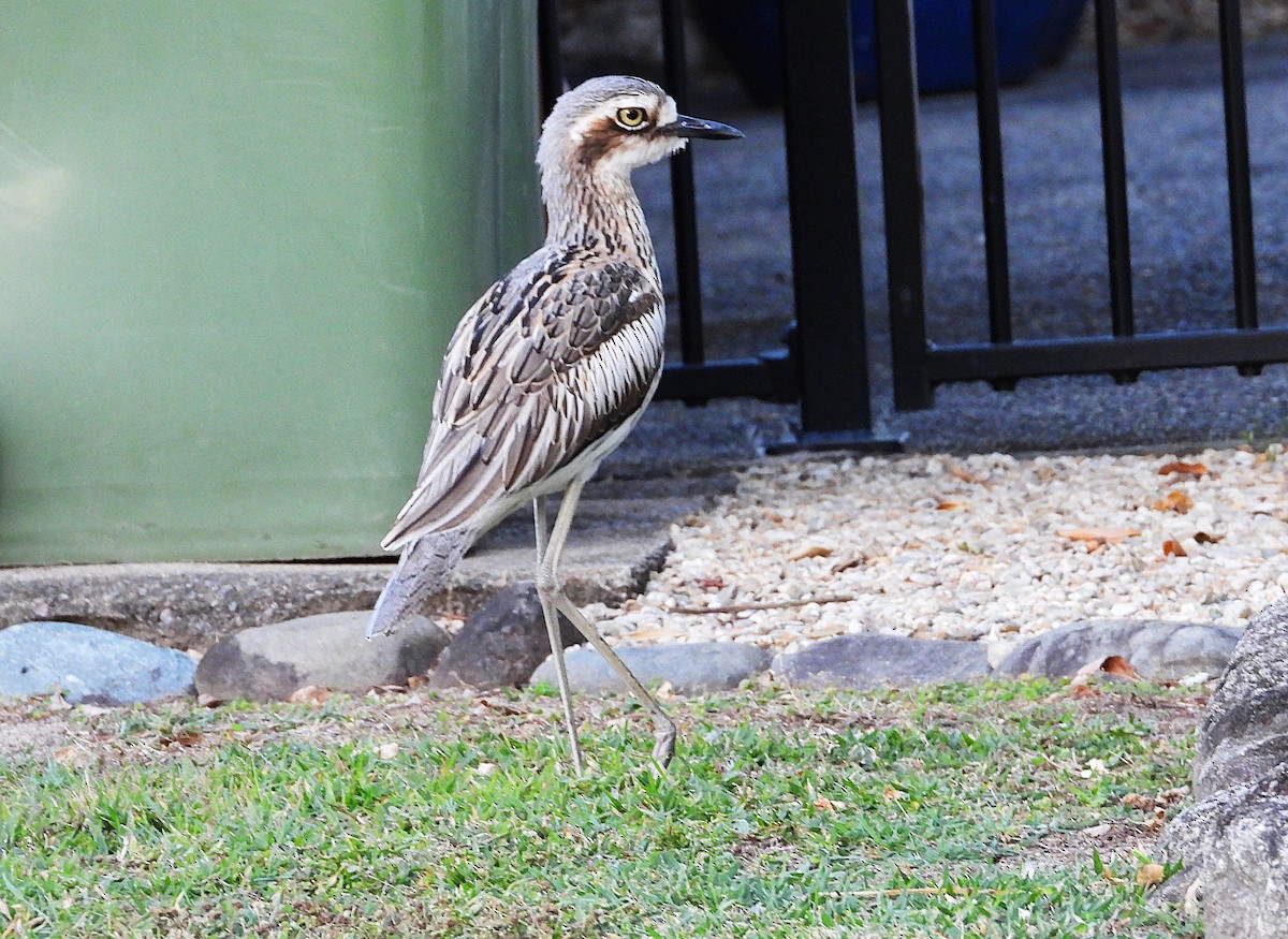 Bush Thick-knee - ML638311619