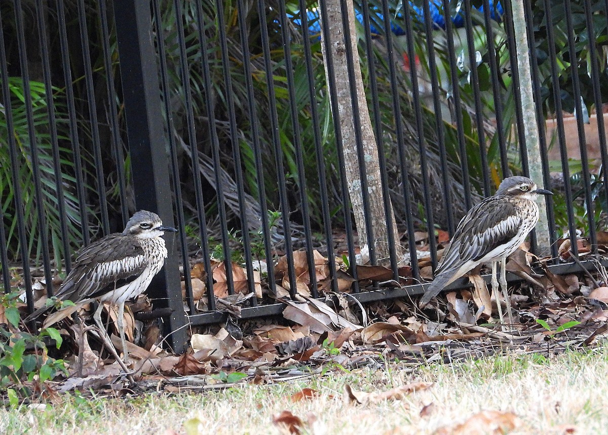 Bush Thick-knee - ML638311620