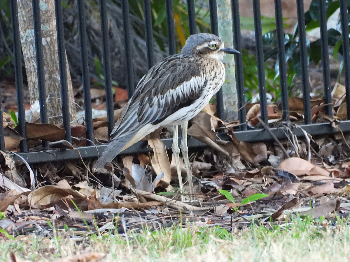 Bush Thick-knee - ML638311621