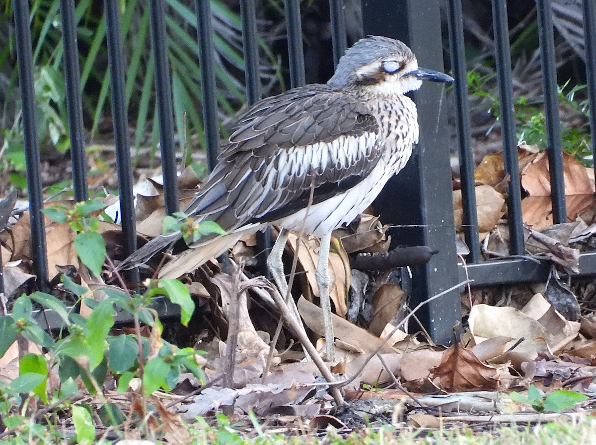 Bush Thick-knee - ML638311624