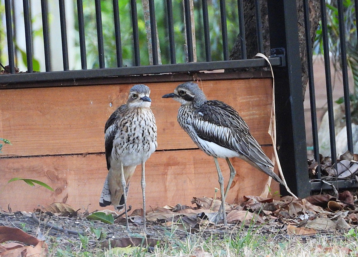Bush Thick-knee - ML638311625