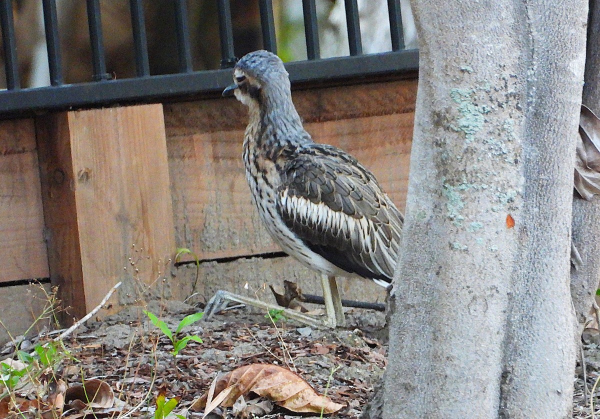 Bush Thick-knee - ML638311626