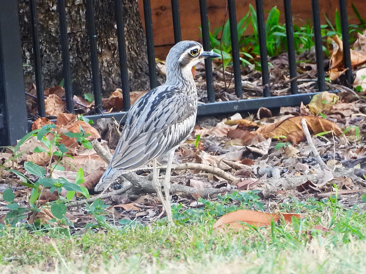 Bush Thick-knee - ML638311627