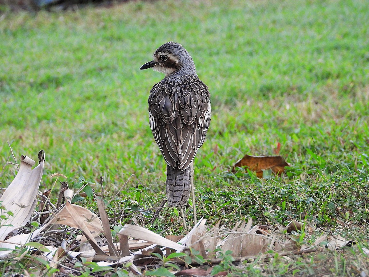 Bush Thick-knee - ML638311630