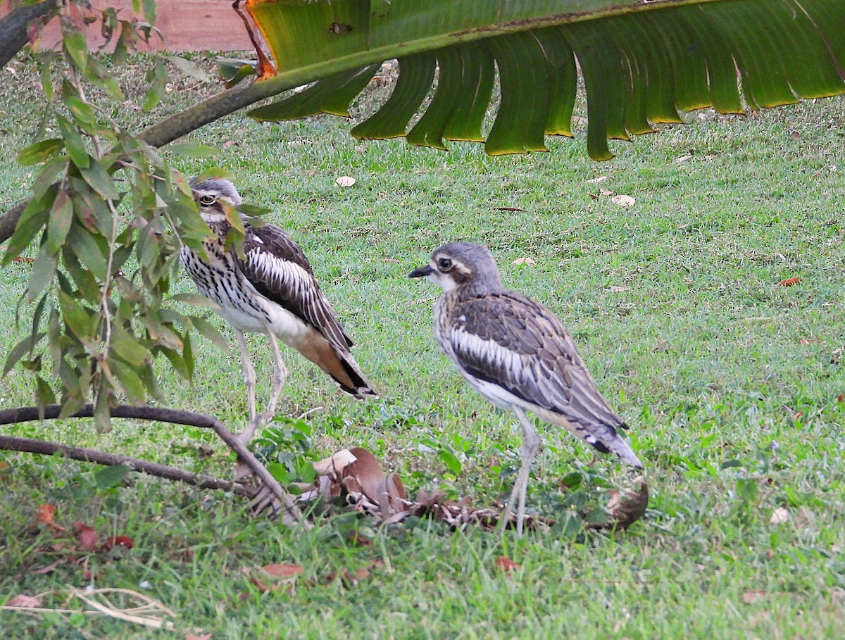 Bush Thick-knee - ML638311631