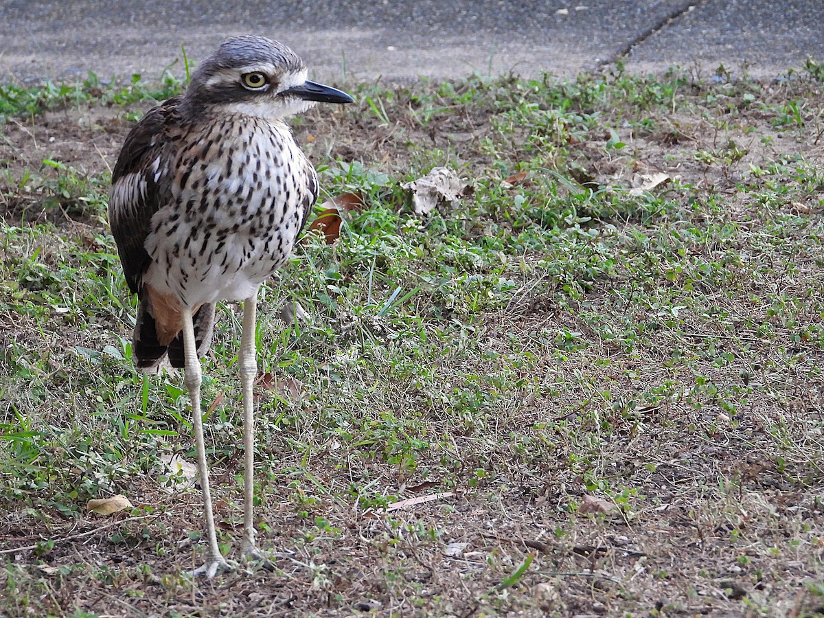 Bush Thick-knee - ML638311633
