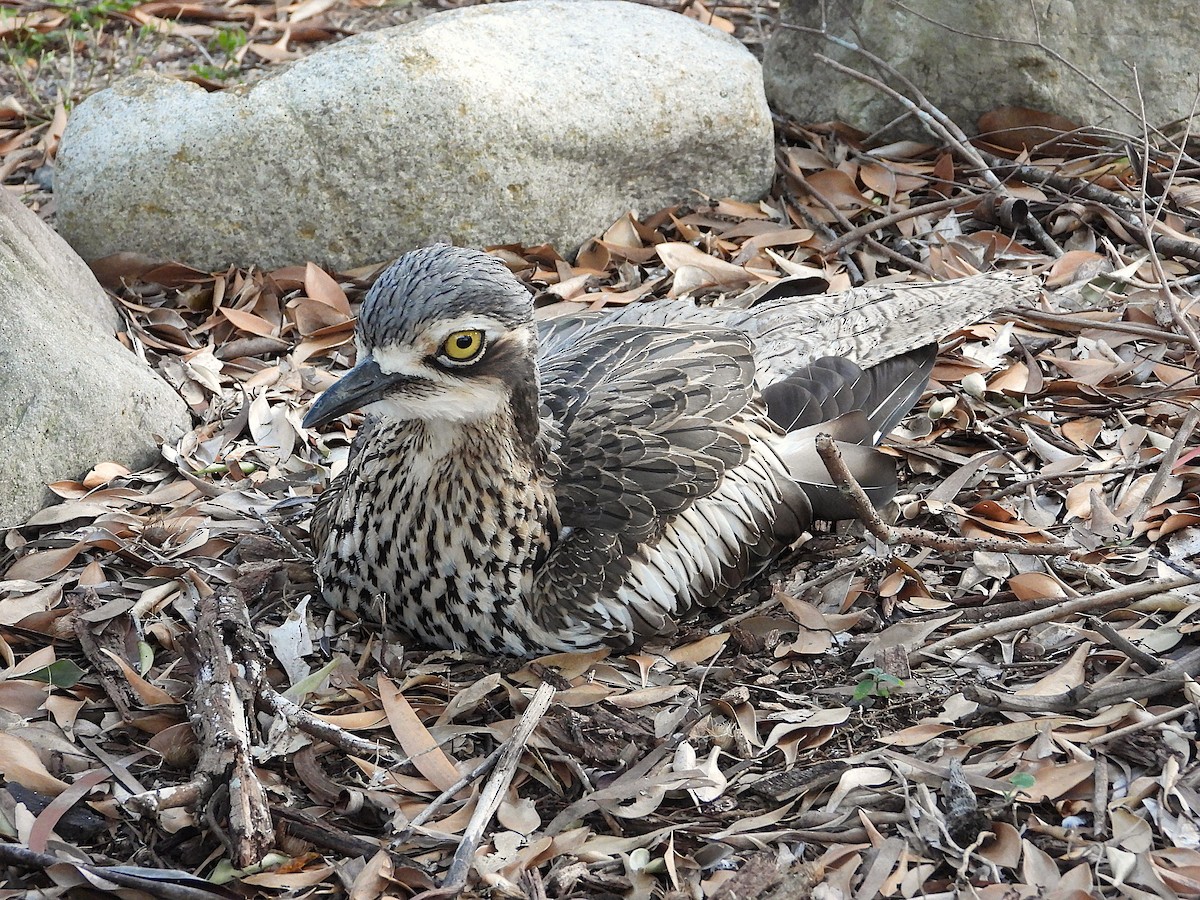 Bush Thick-knee - ML638311634