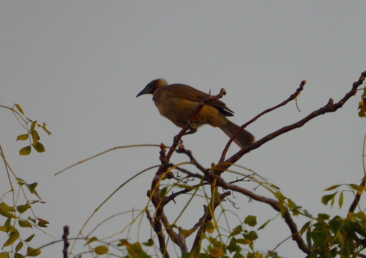 Helmeted Friarbird - ML638311635