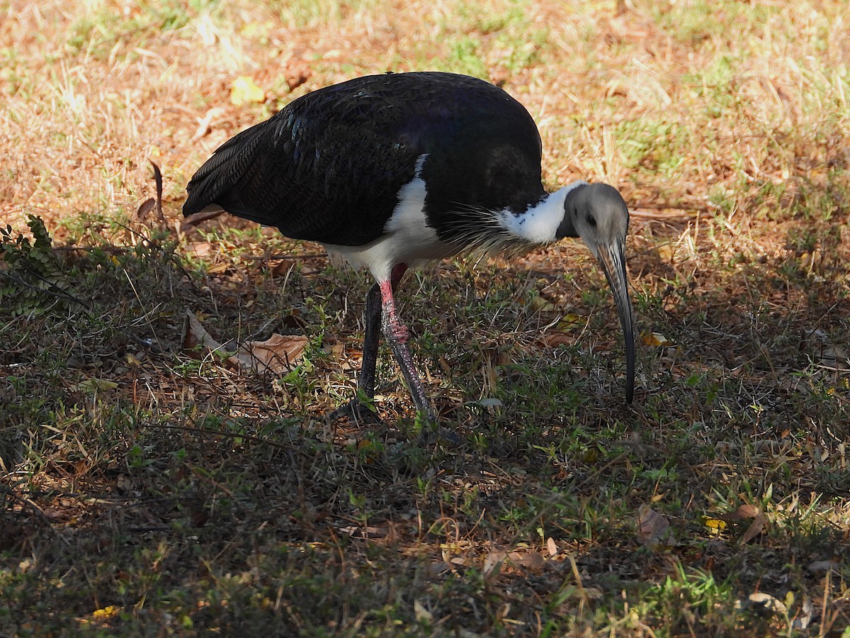 Straw-necked Ibis - ML638311636