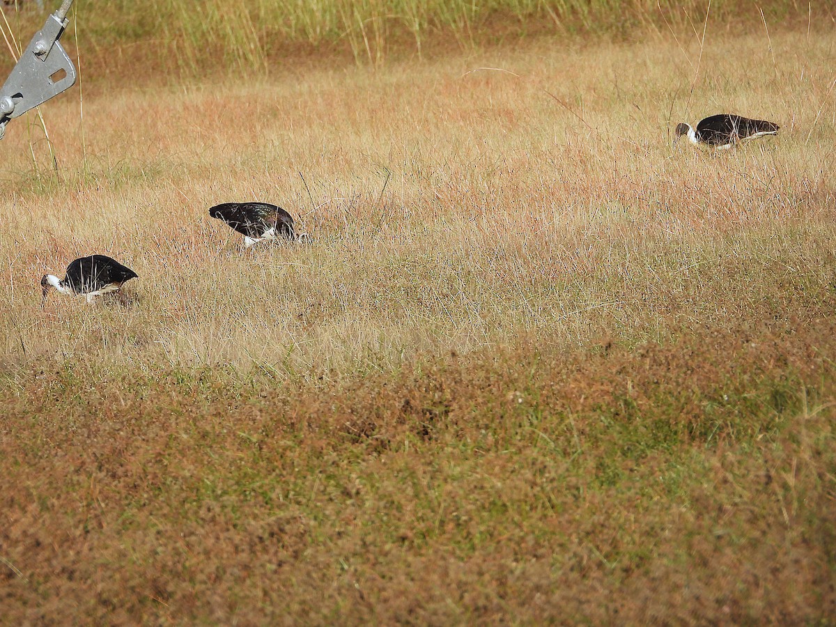 Straw-necked Ibis - ML638311638