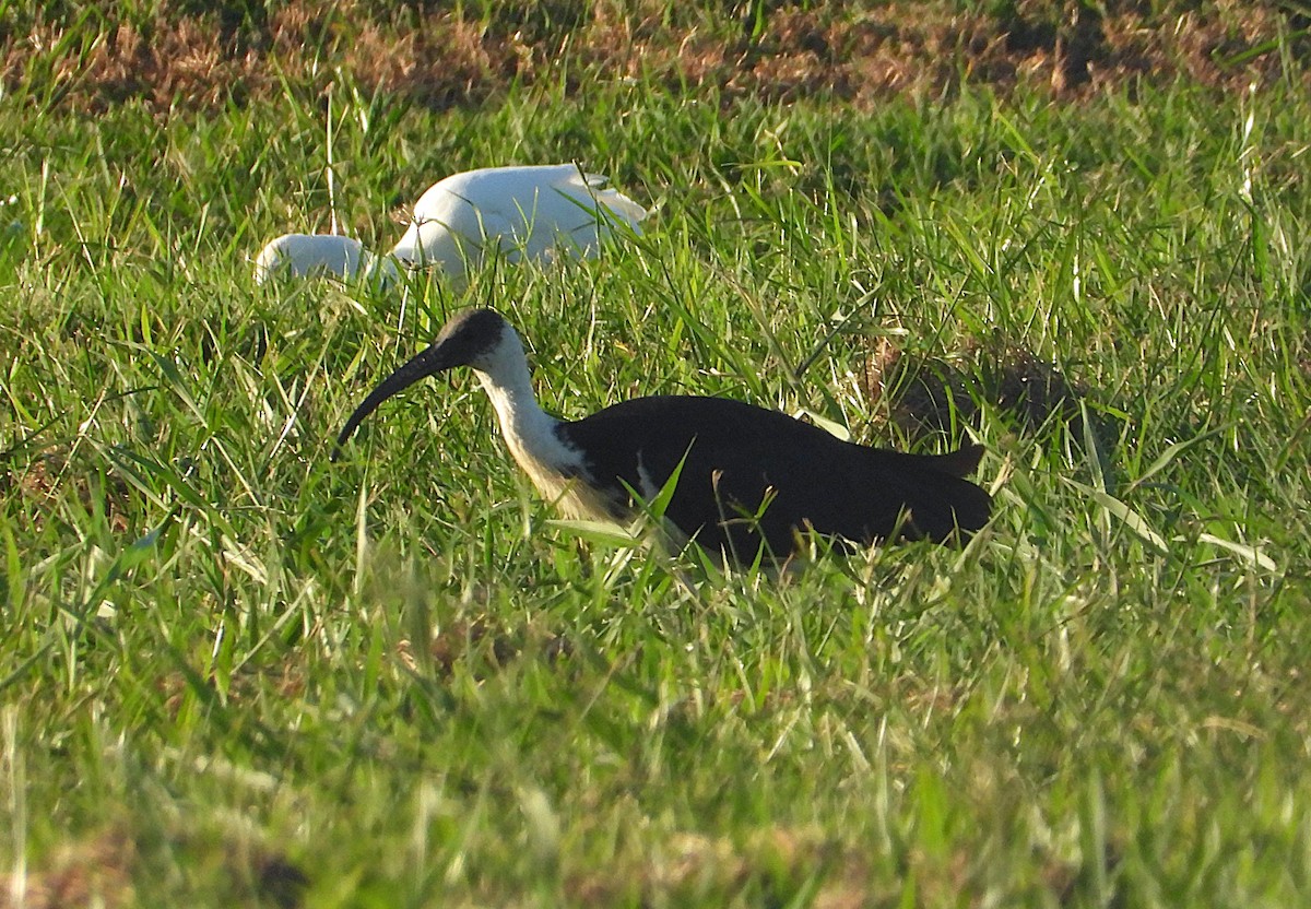 Straw-necked Ibis - ML638311639
