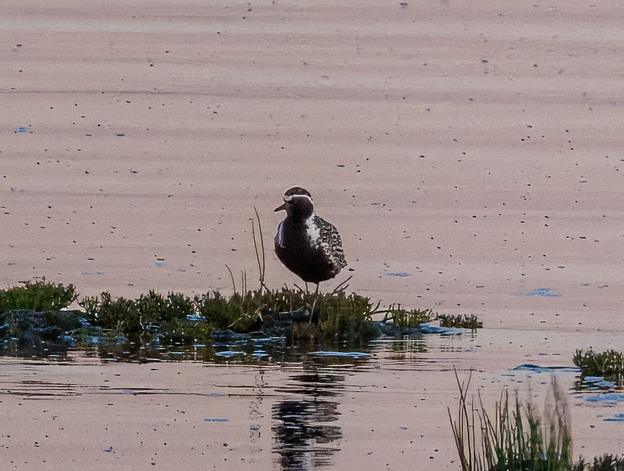 Pacific Golden-Plover - ML638311644
