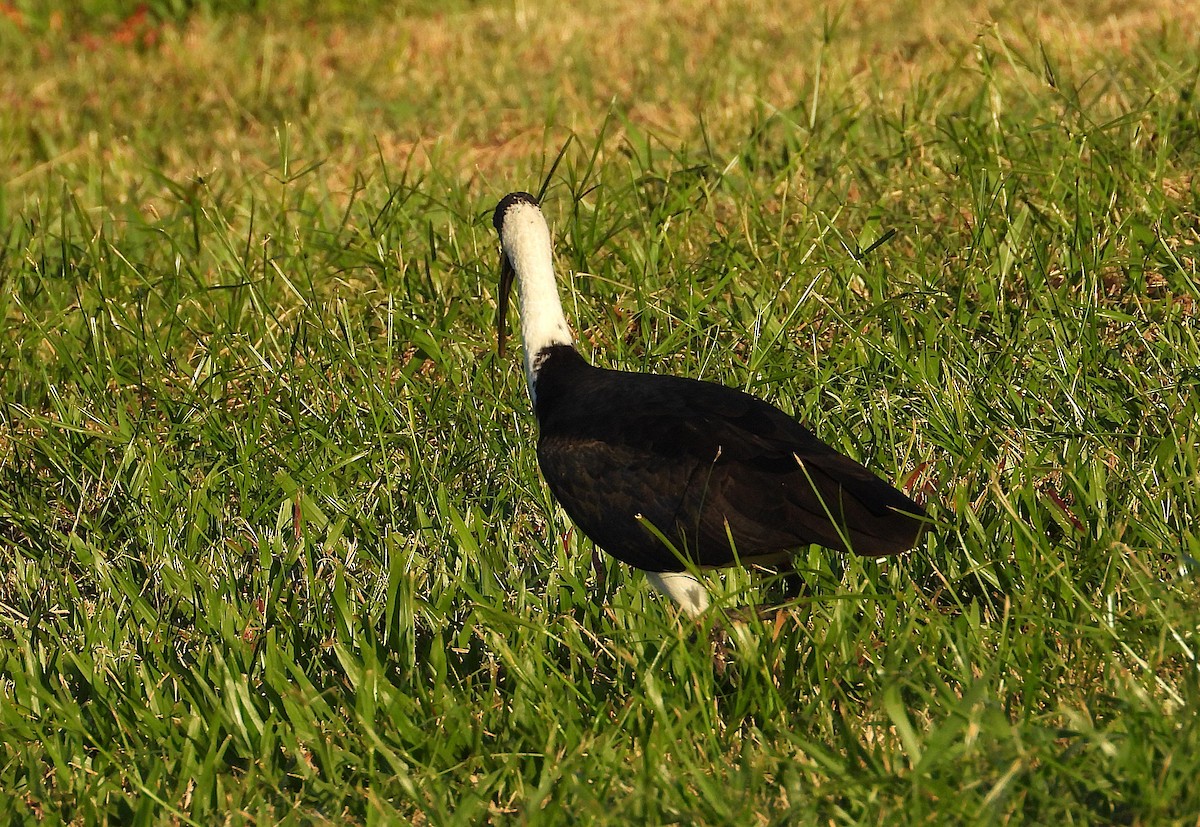 Straw-necked Ibis - ML638311645
