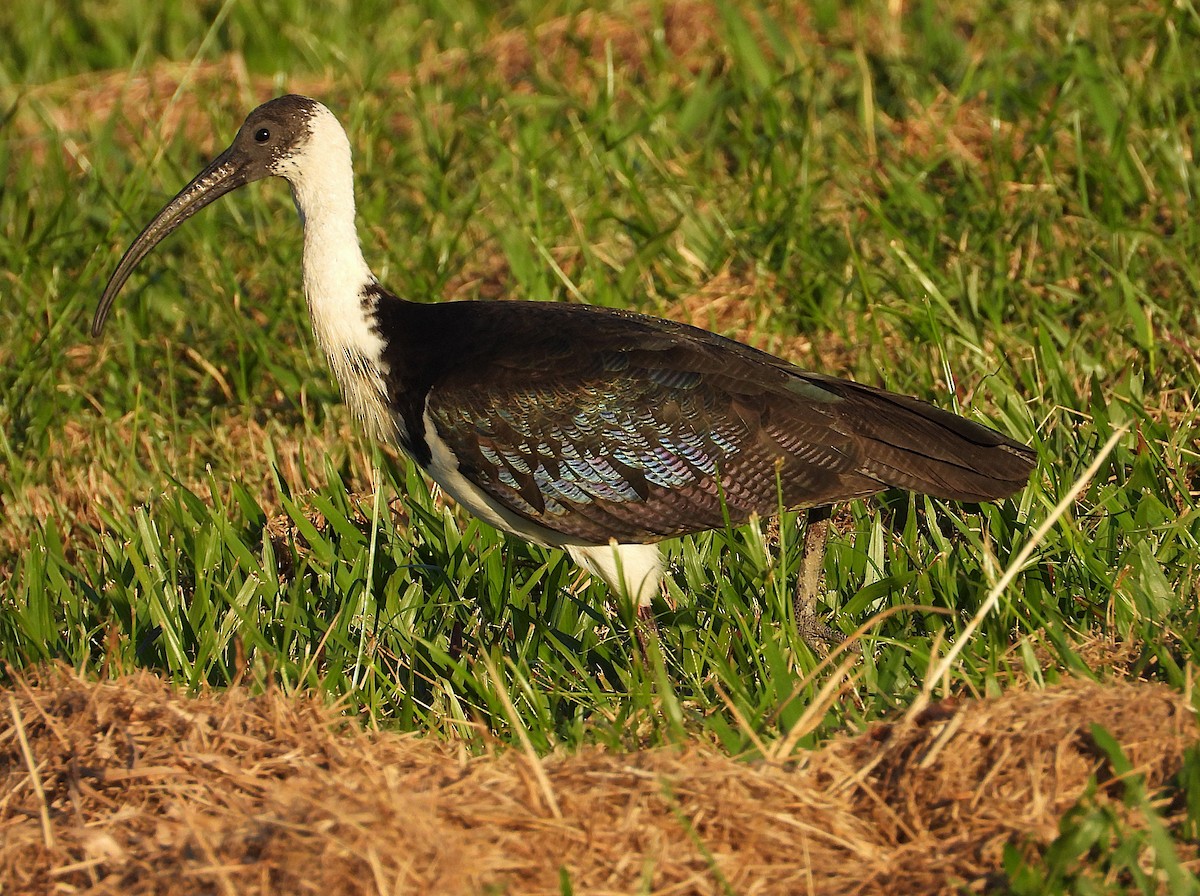 Straw-necked Ibis - ML638311648