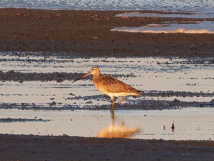 Bar-tailed Godwit - ML638311649