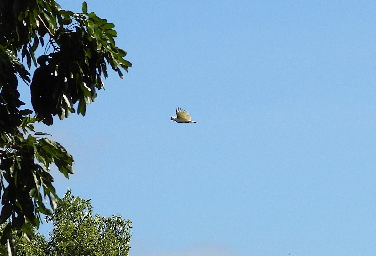 Sulphur-crested Cockatoo - ML638311674
